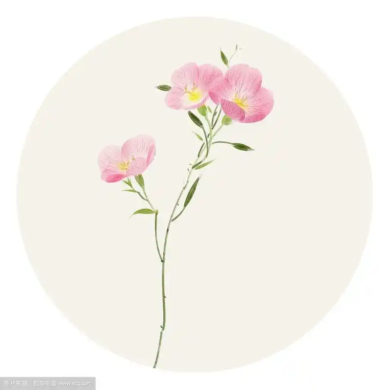 水彩花草插画 月见草