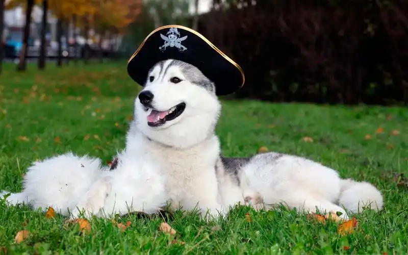 主人花四百块钱买只二哈,帅气呆萌,洗完澡后主人却想把它卖了!