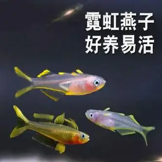 霓虹燕子鱼新郎官珍珠阿鲁燕子美人灯科鱼热带观赏活体包活 霓虹燕子