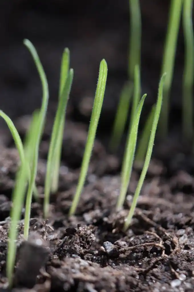 在春天的第一苗,第一次早期的草幼苗抵达春天种羊土壤