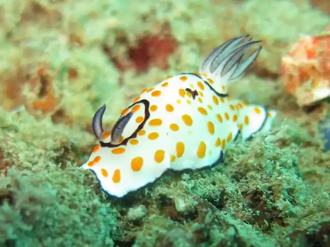 海兔(身体随食物颜色变化的贝类)_尚可名片