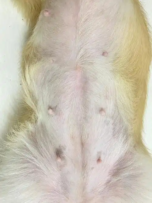 养狗的进来看一下这样看着感觉是怀孕了吗