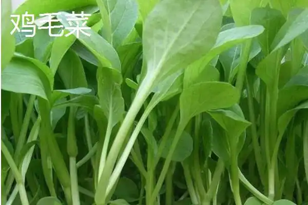 鸡毛菜是小白菜还是小油菜