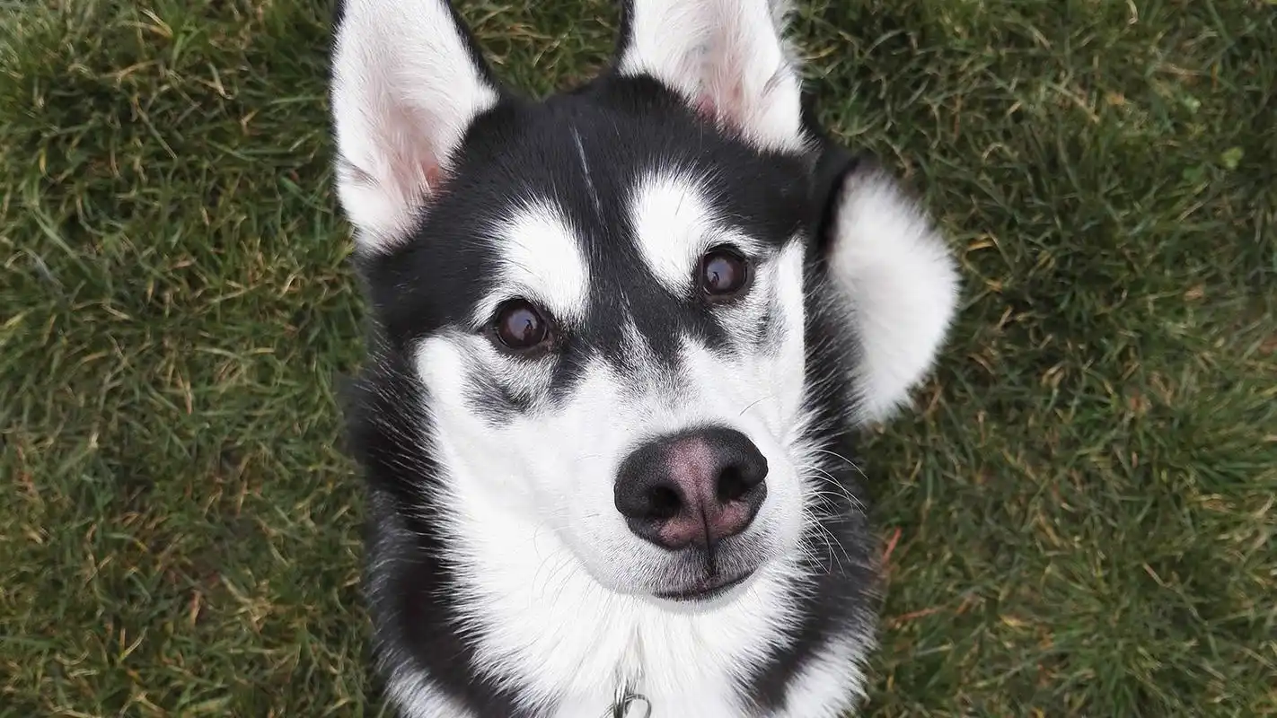 呆萌高清图片桌面壁纸高清大图预览1920x1080_动物壁纸下载_美桌网