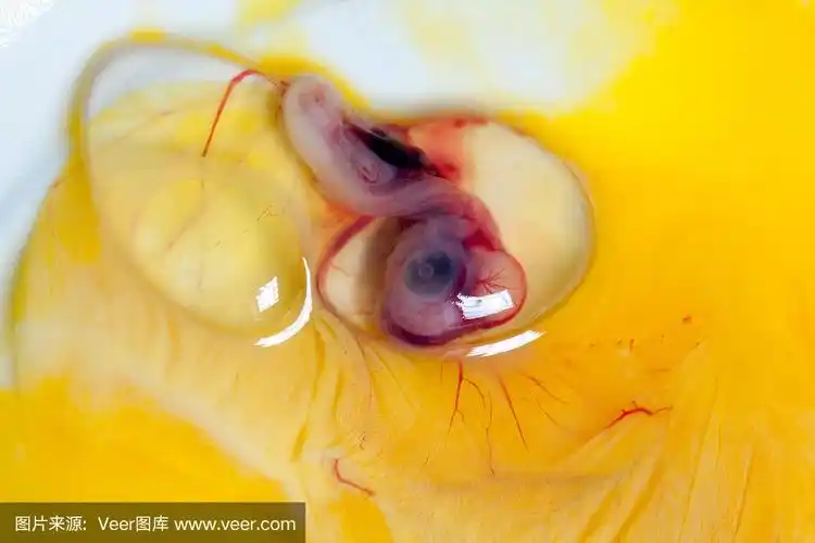 胚胎,小鸭子,动物胎儿,鱼苗,早产儿保育器