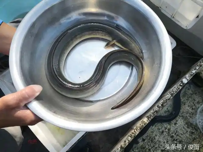 毛鱼是不是鳗鱼,鳗鱼为什么不能吃