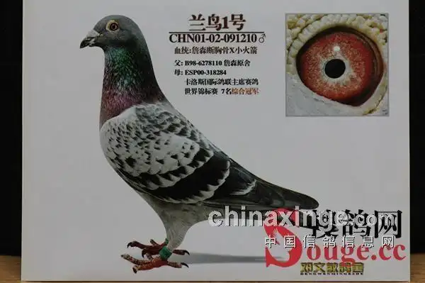 配对问题下搜鸽百家谈之邓文敏谈种鸽配对