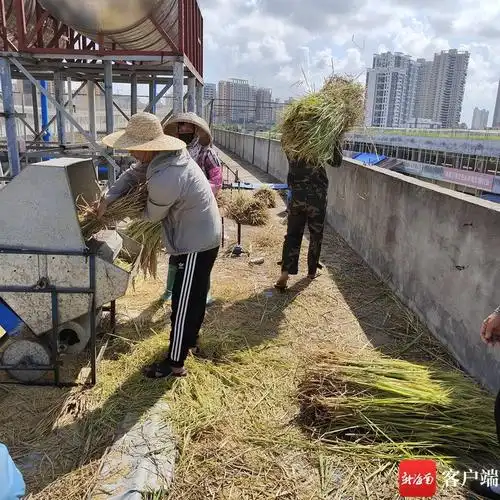 工人正在使用脱粒机将收割下来的水稻脱粒.记者姜飞摄