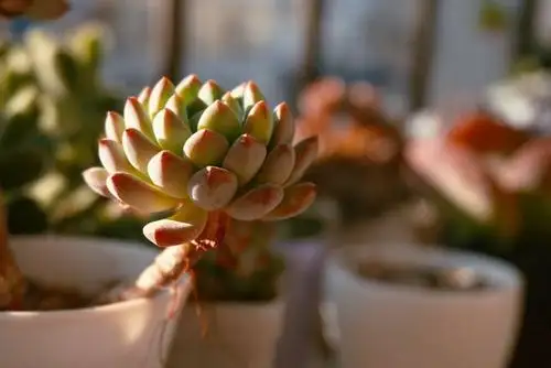 蓝孔雀 多肉植物