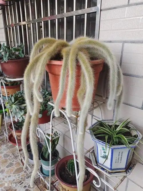 猴尾柱和九尾狐区别