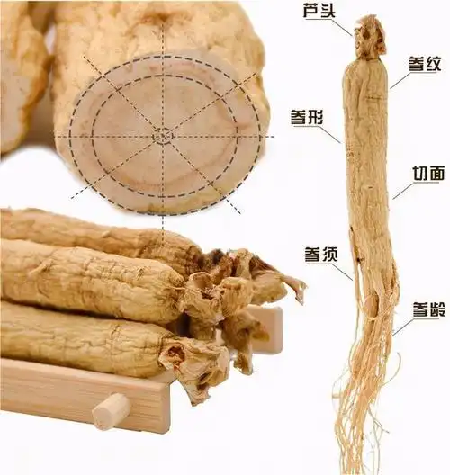 人参防入坑手册