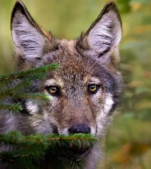 好漂亮的尖耳朵小狼#狼##犬科动物##野生动物#——摄影师:niko pe