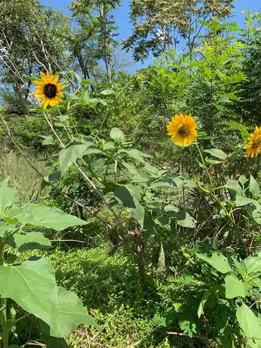 几株野生的向日葵在秋日中也盛开着,不与树争高,不与花争艳,做好自己