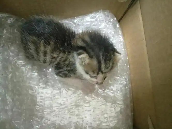 中华狸花小奶猫,求领养