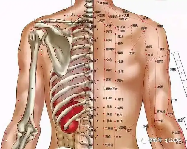全净通专业拔罐:背部走罐有讲究