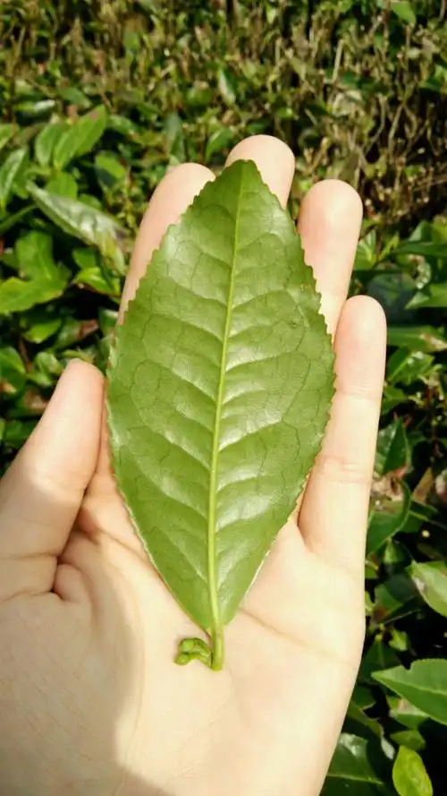 湖南安化访茶之品茶体验 (注:此文仅代表神奇小牛观点)