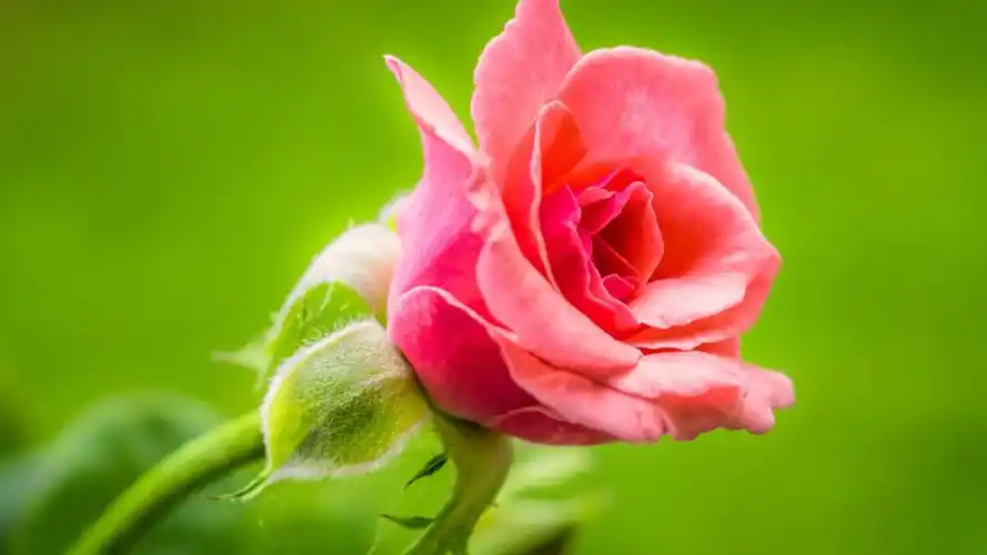 植物,玫瑰,花卉,一支浪漫玫瑰壁纸