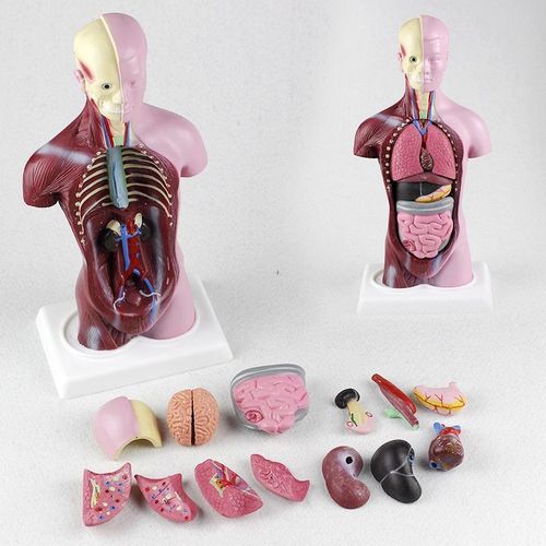 人体模型 28cm躯干 人体内脏解剖模型 医用教具骨骼 儿童益智玩具
