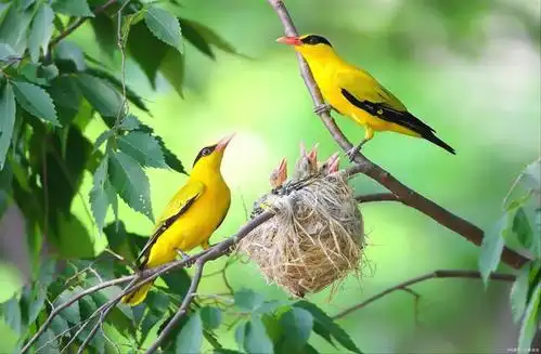 黄鹂与白鹭"两个黄鹂鸣翠柳,一行白鹭上青天"——唐代:杜甫
