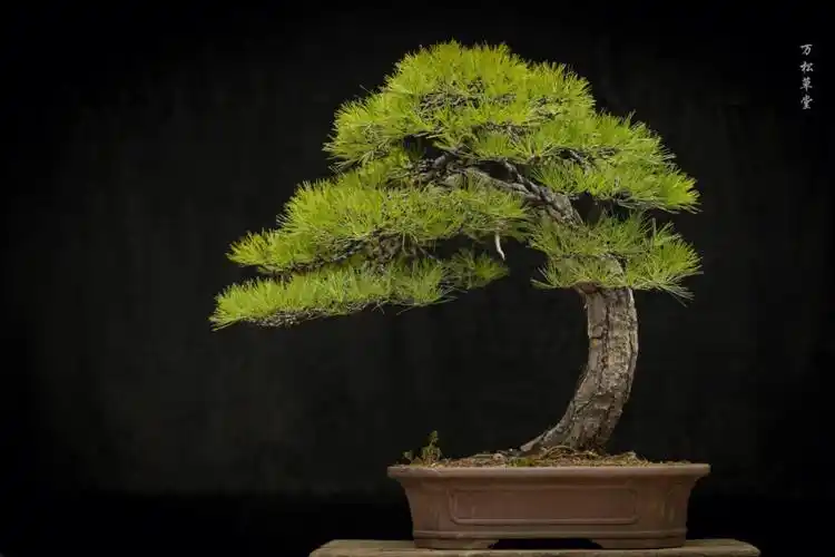 百年树龄的天目松盆景