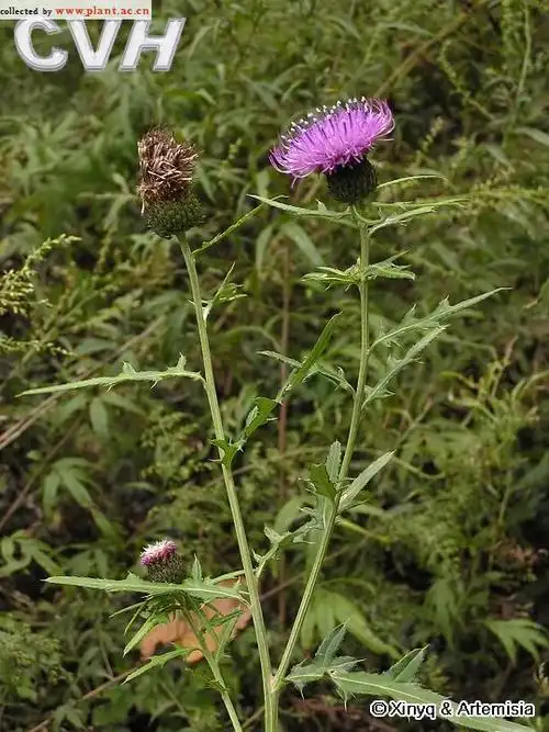 牛口刺cirsium shansiense petrak_植物图片库_植物通