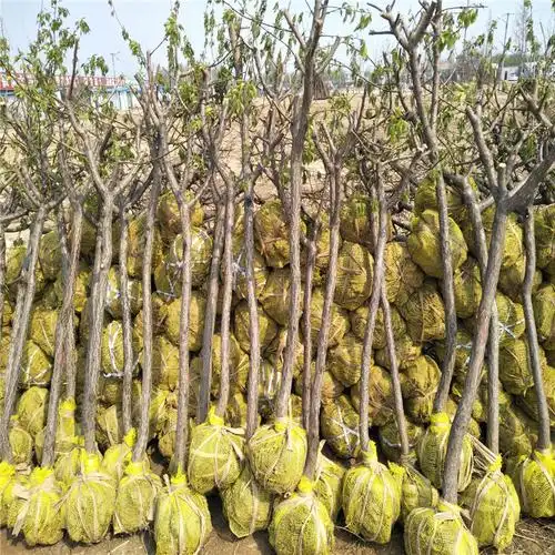 经(cm) 高度(cm) 冠幅(cm) 地径(cm) 价格(元) 单位 2公分珍珠油杏苗