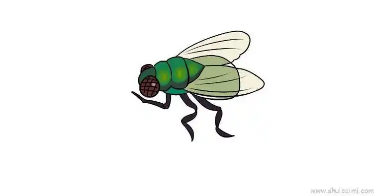 苍蝇吃东西简笔画