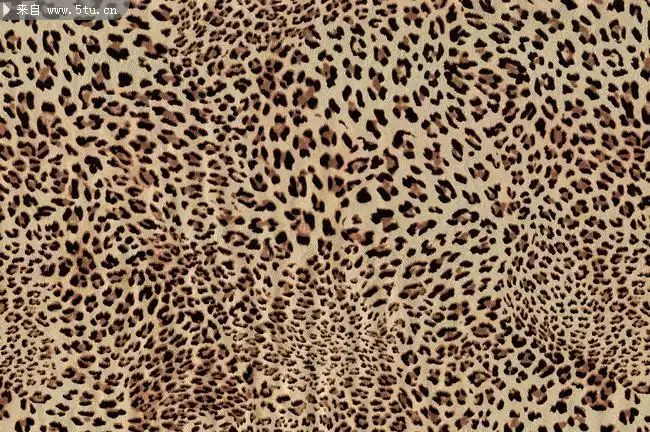 超清晰豹纹图片豹纹图案