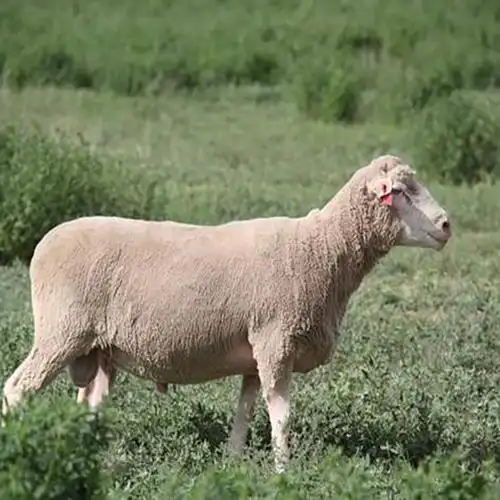 现货供应陶赛特绵羊 基地出售小尾寒羊 常年供应 量大价优