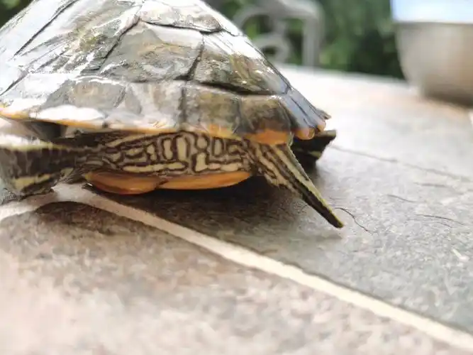 这是乌龟的尾巴