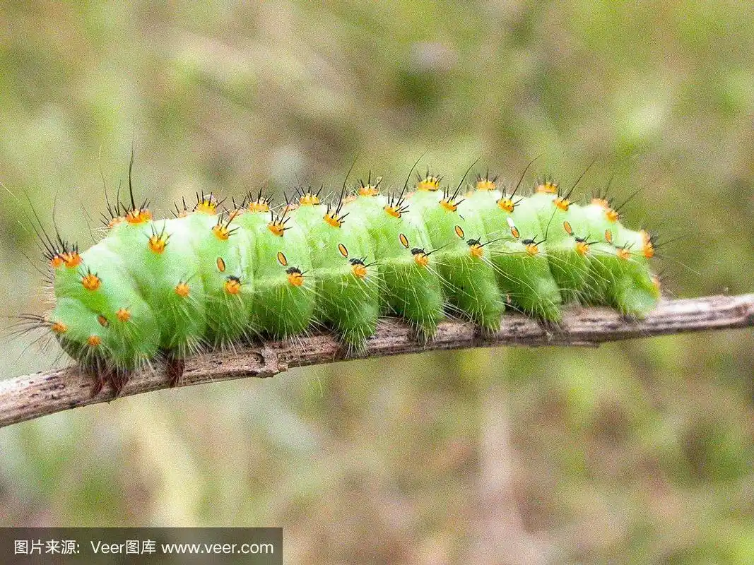 一个绿色的毛毛虫