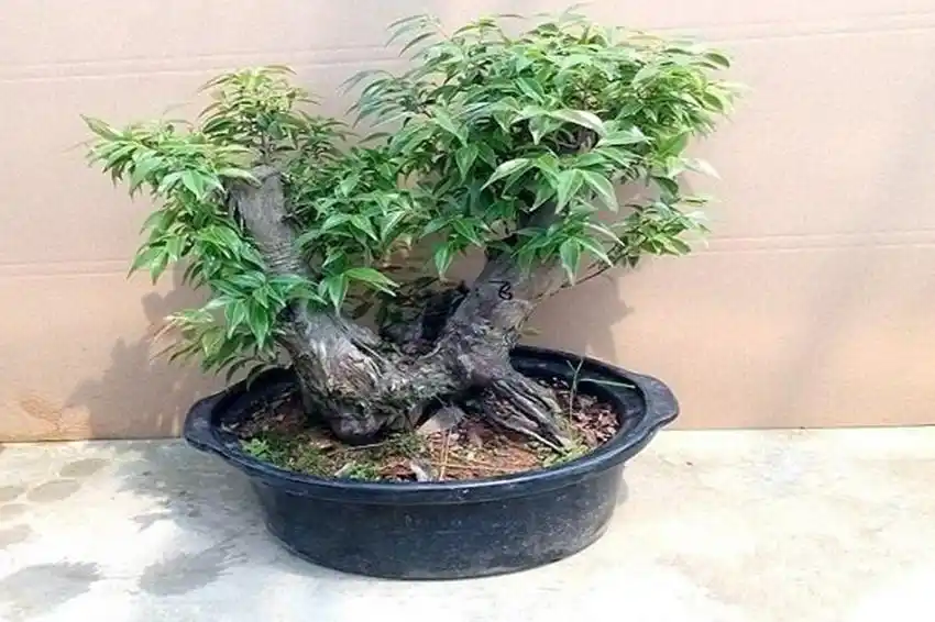 南方农村常见的乌饭树,天然的黑色素,如何用扦插法种植?