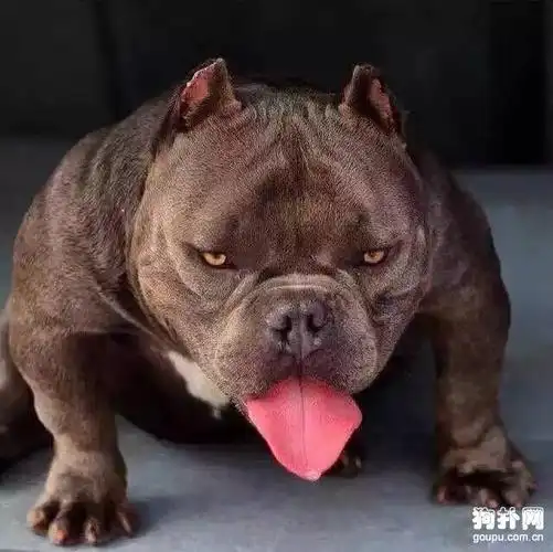 凶悍昂贵的美国恶霸犬图片大全