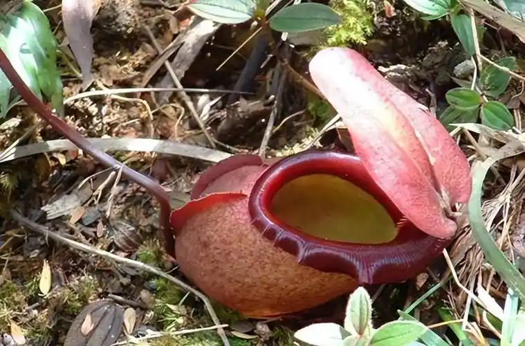 首先值得一提的,就是和巨魔芋一样,生活在印尼热带雨林中的大王花,它