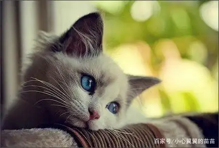 猫咪会因为孤独得抑郁症吗?听听铲屎官怎么说