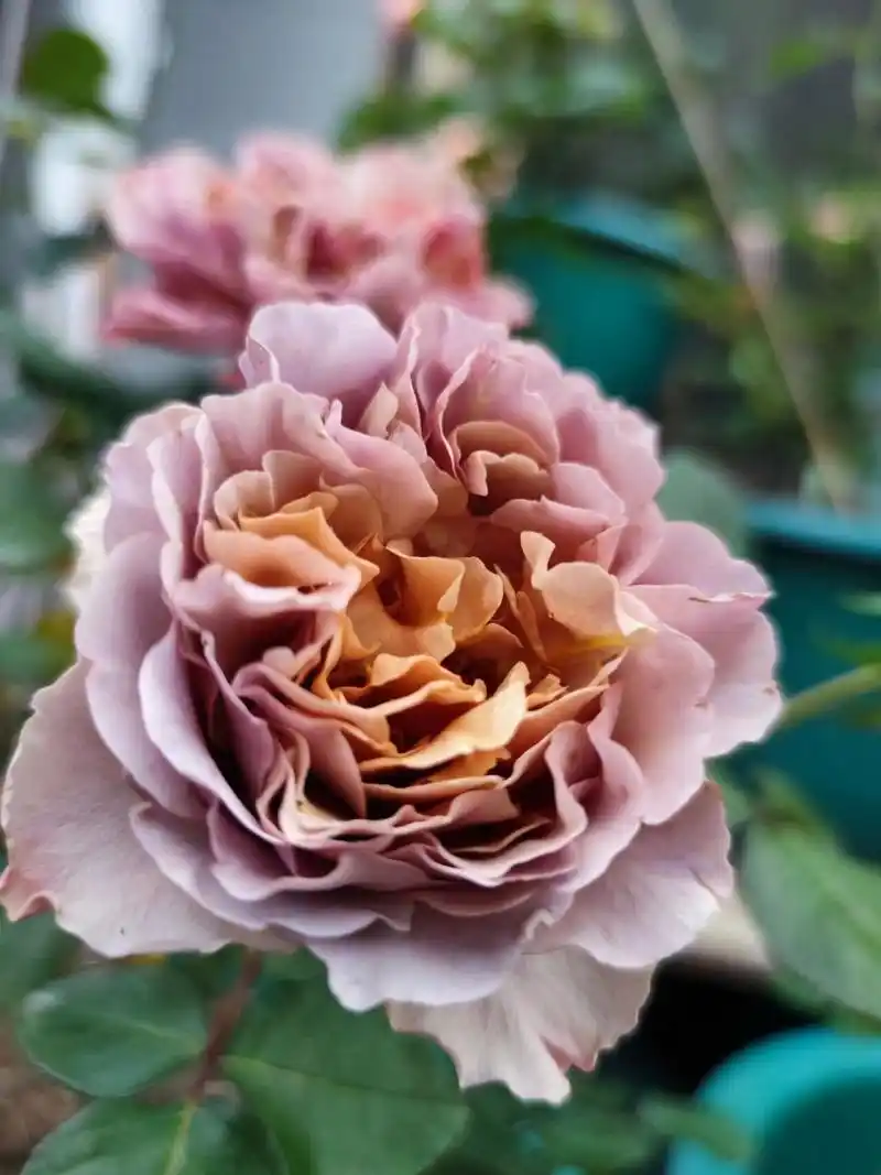 最爱的复古色系月季之一「拿铁咖啡」 拿铁咖啡是我个人很喜欢的一个