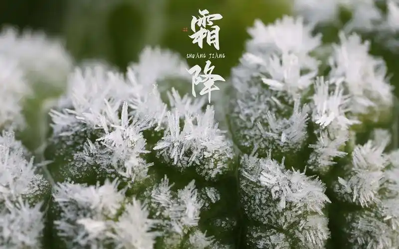 二十四节气霜降唯美植物图片桌面壁纸