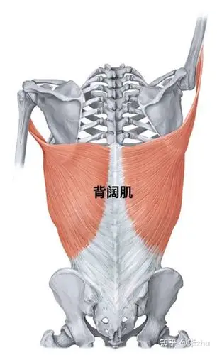 背阔肌的形状和具体的附着点如下