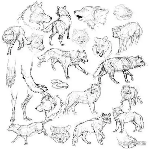 狼的画法研究图片,不会画狼的同学赶紧收藏吧!