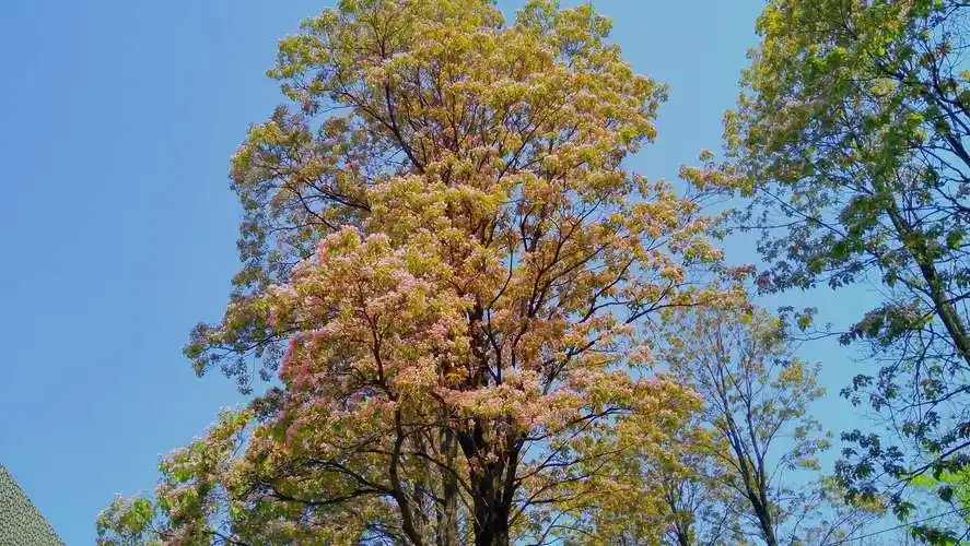 小区的梓树花开啦! - 美篇