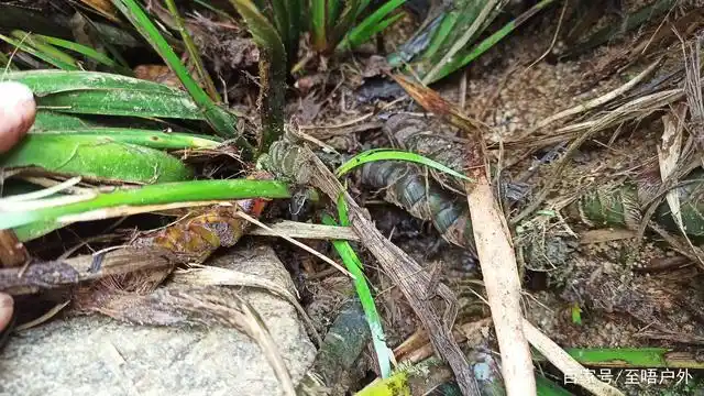 深山山涧有种生命力如此顽强的野生石菖蒲依石而长逆水而旺盛