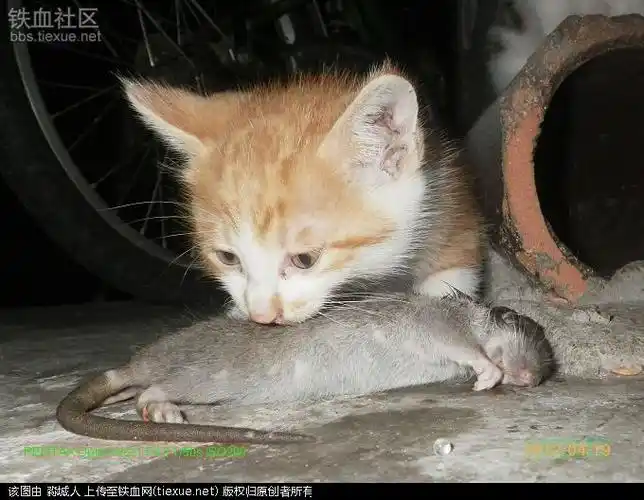 [原创]小猫学吃老鼠