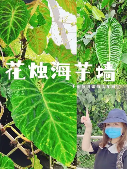 花烛海芋网红植物墙