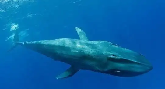 蓝鲸是世界上最大动物,小时候的童话故事匹诺曹就有到鲸鱼肚子里居住