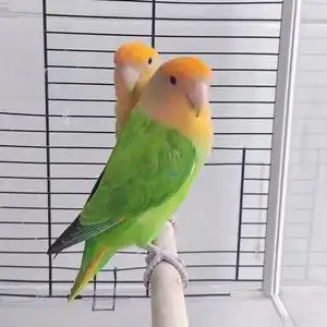 牡丹鹦鹉幼鸟雏鸟金头绿闪合法养殖桃面手养亲人爱情鸟包高纯包邮