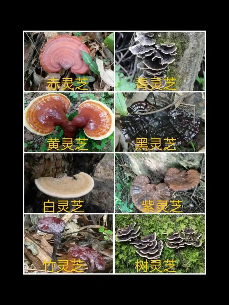最常见的几种野生灵芝!