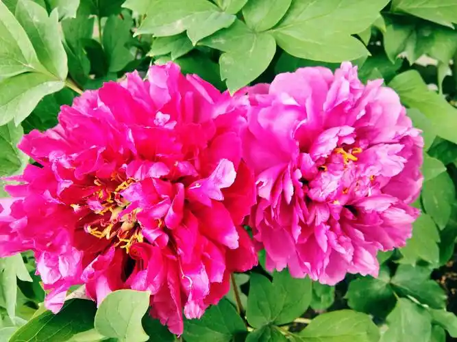 百花齐放 国色天香(漫花庄园三)