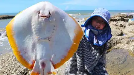 难得一见的"鬼鱼"被大浪卷上岸,比皮皮身子还宽,这回发财了
