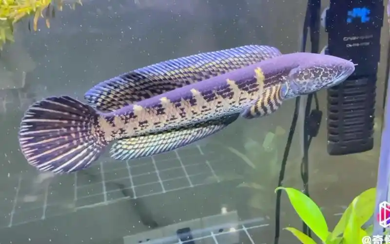 跳缸怪(黄金眼镜蛇雷龙鱼)热情的夏天 来临了