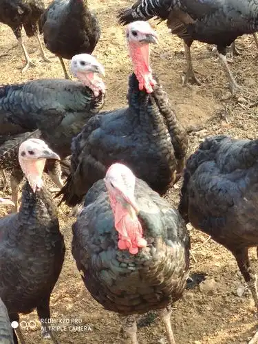 [贝蒂纳火鸡批发] 出售成年公火鸡价格13元/斤 100斤起批 - 惠农网